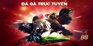 Tham gia đá gà trực tuyến tại sky88 cùng các cược thủ